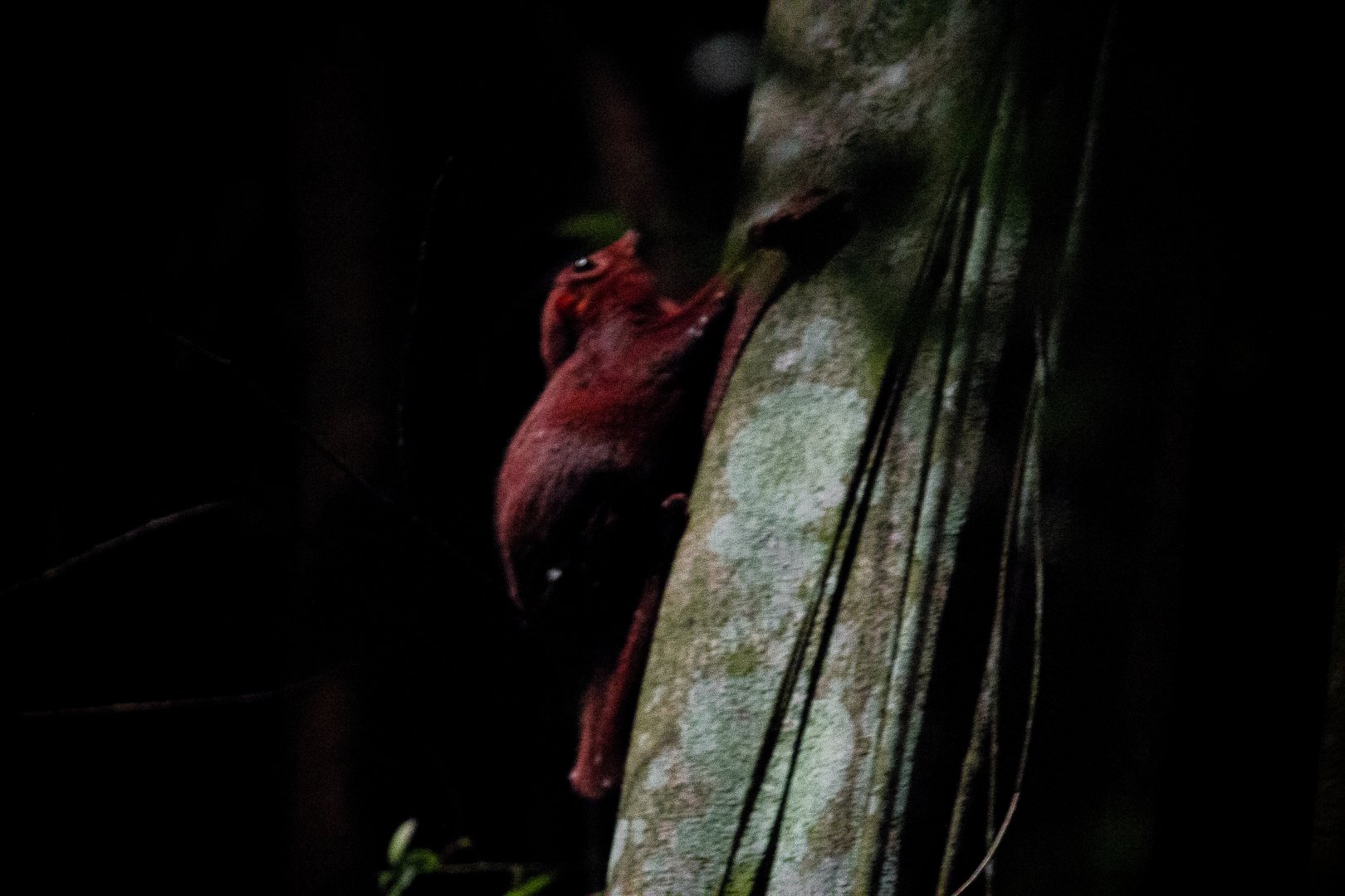 Sunda flying lemur, Galeopterus variegatus