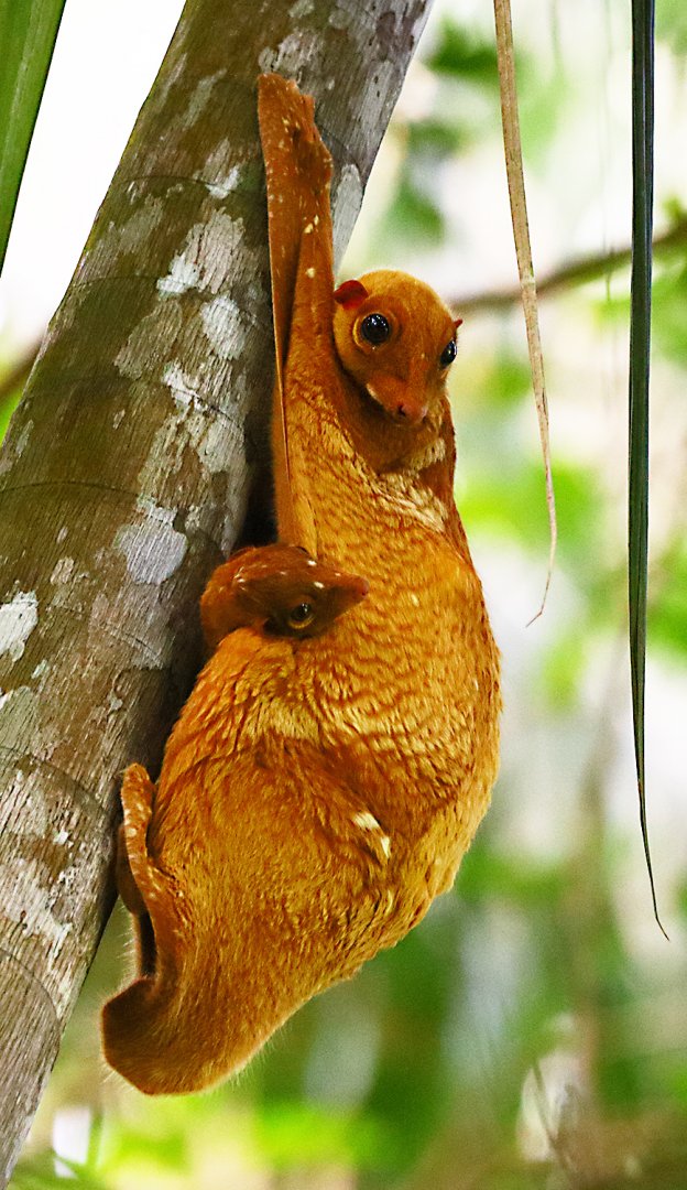 Sunda flying lemur (Galeopterus variegatus)