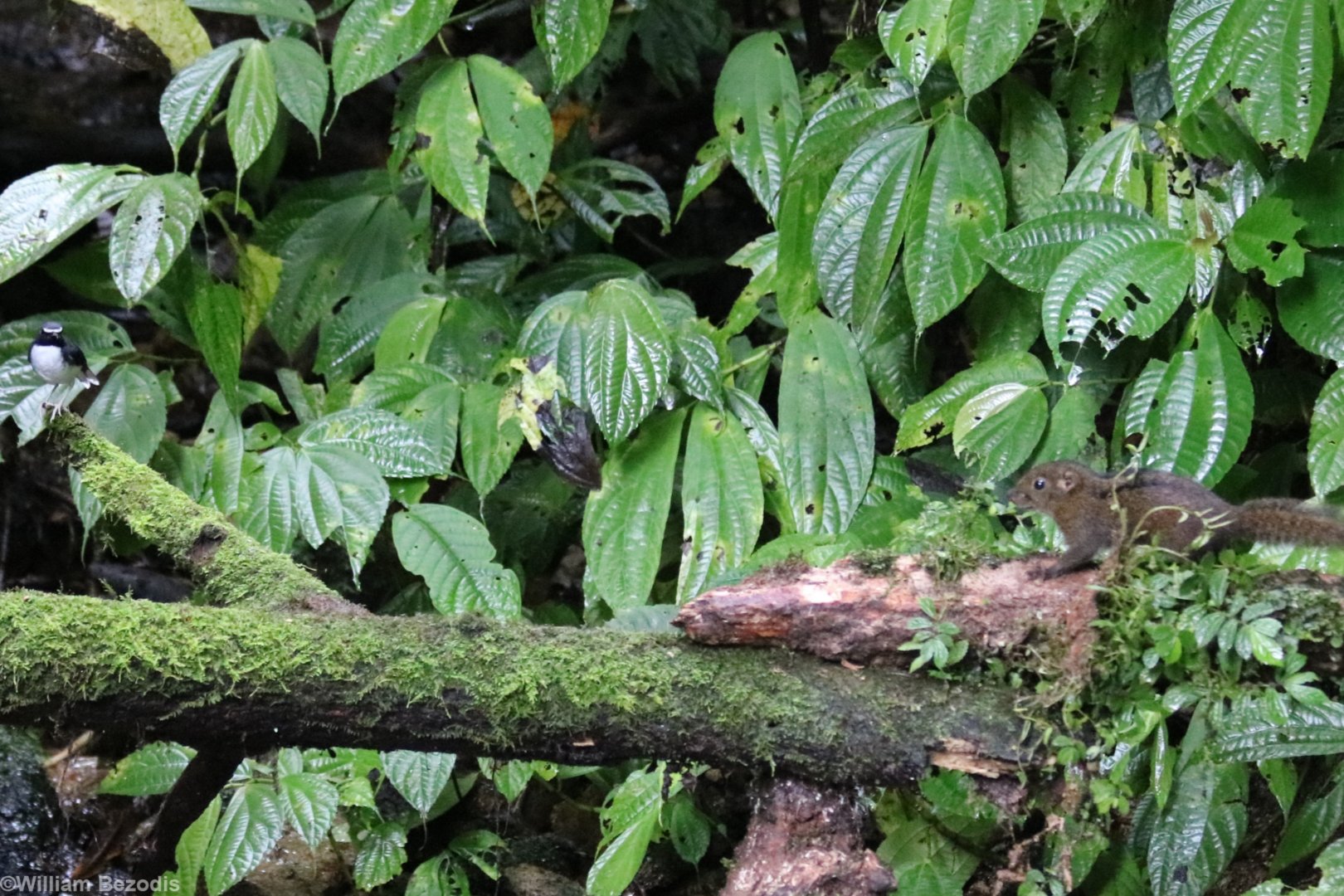 Sunda Forktail and Niobe Ground Squirrel - Tapan Road