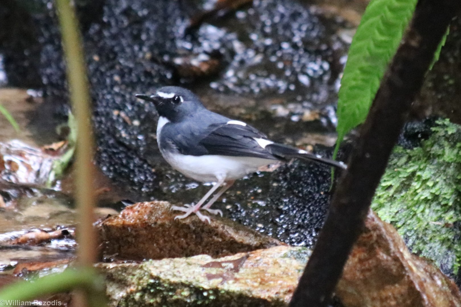 Sunda Forktail - Tapan Road
