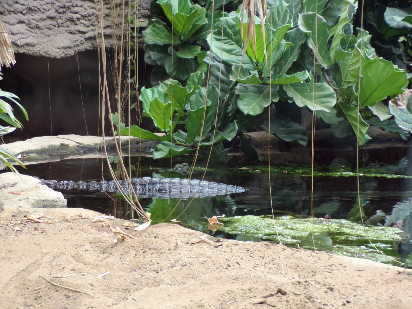 Sunda gharial 29.6.24