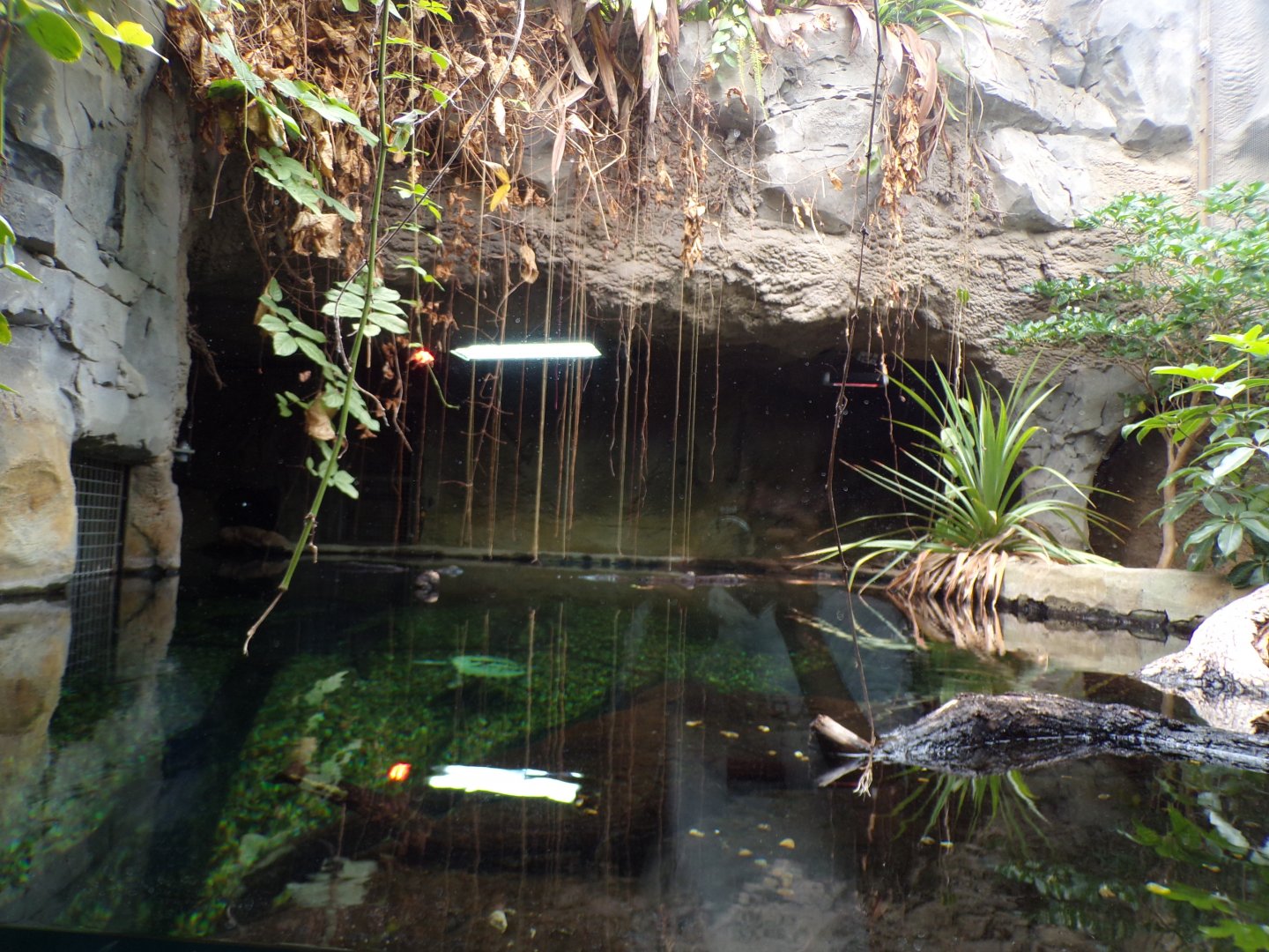 Sunda Gharial enclosure 29.6.24