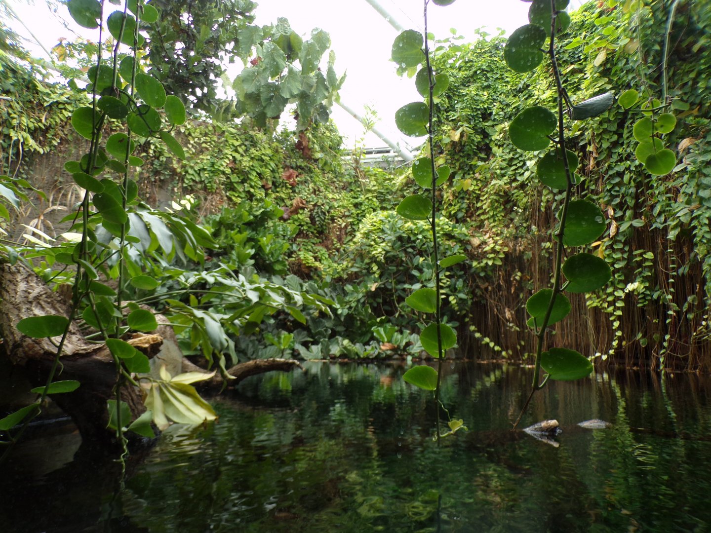 Sunda Gharial enclosure 29.6.24