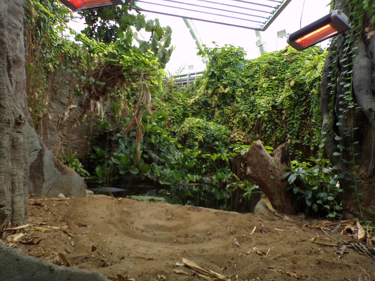 Sunda Gharial enclosure 29.6.24