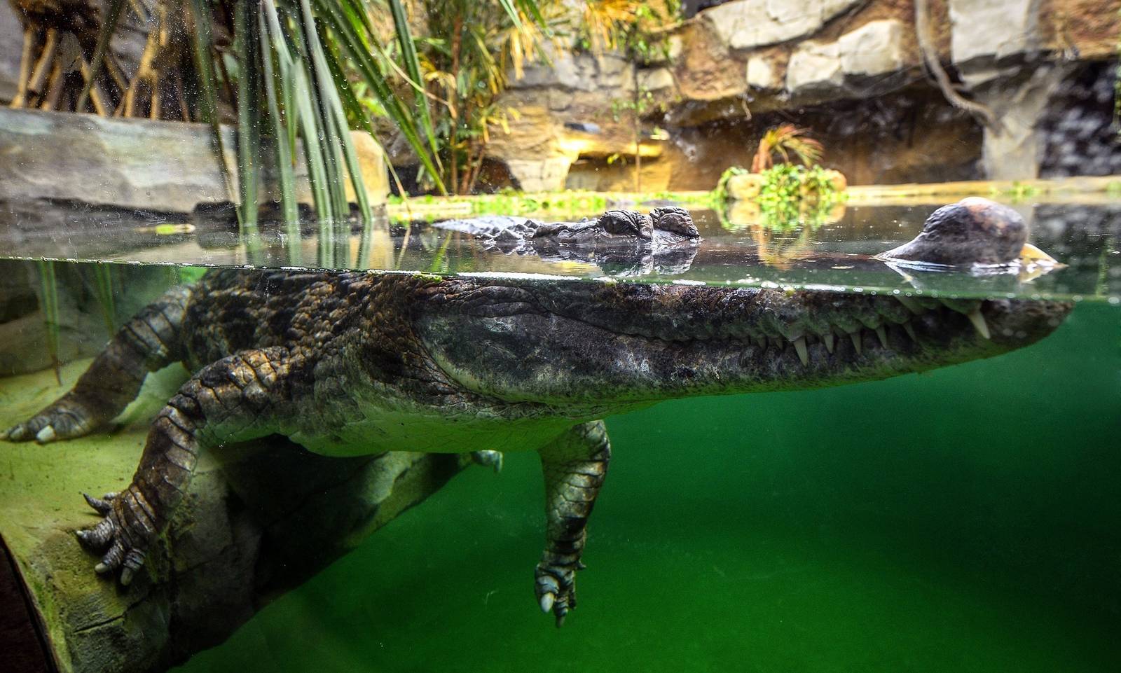 Sunda gharial Monsoon Forest