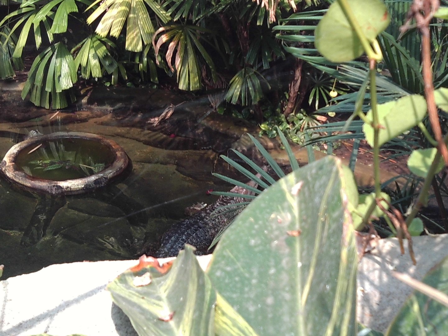 Sunda Gharial overhead view