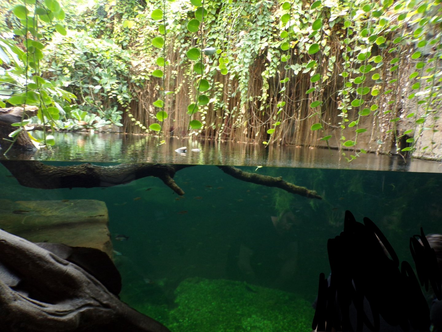 Sunda Gharial pool 29.6.24