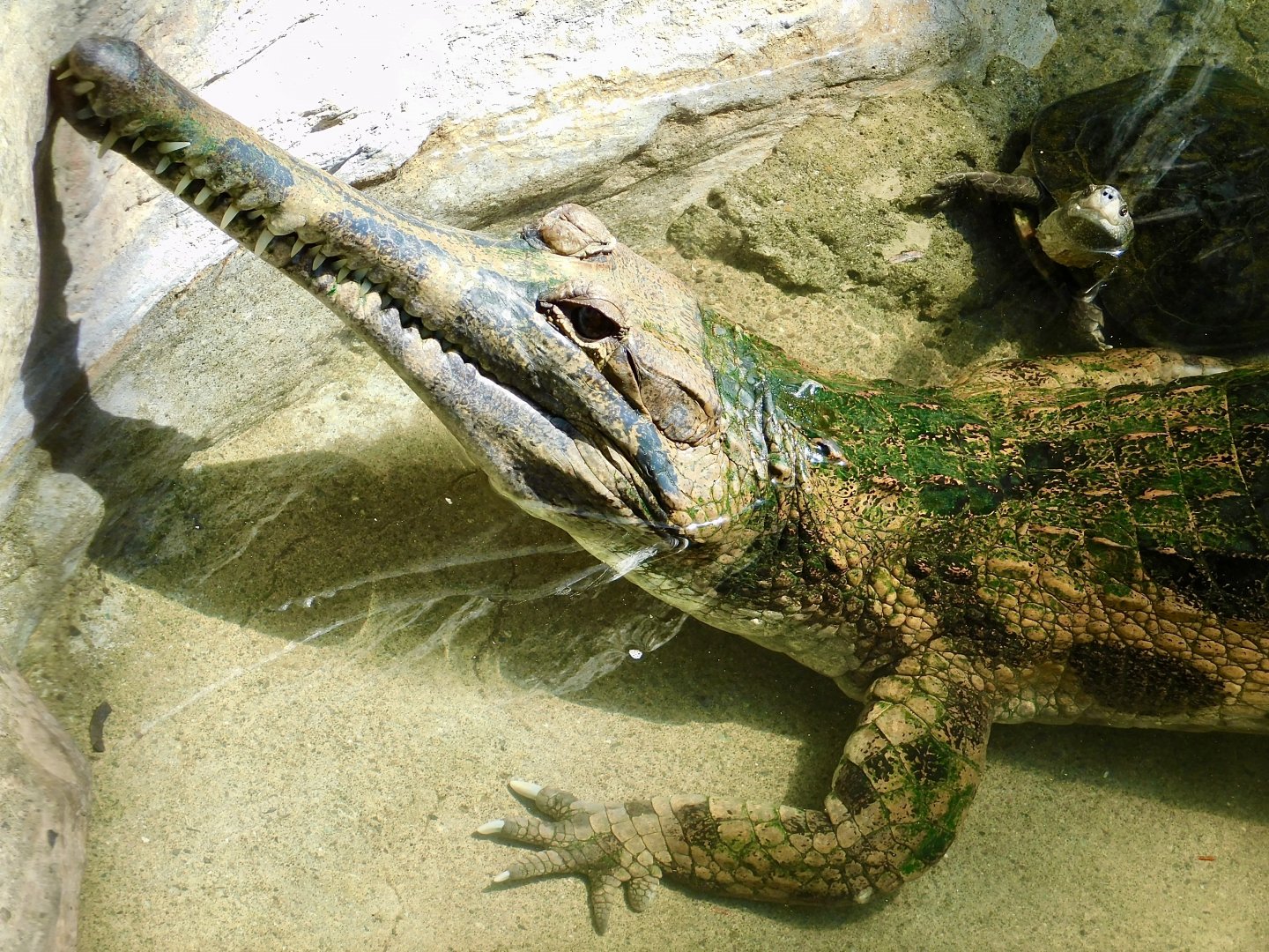 Sunda Gharial (Tomistoma schlegelii) and Sri Lanka Black Turtle (Melanochelys trijuga thermalis) May 3, 2025