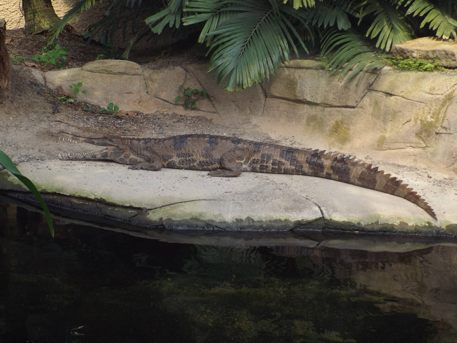 Sunda Gharial (Tomistoma schlegelii) at Zoo Leipzig - April 7th 2014