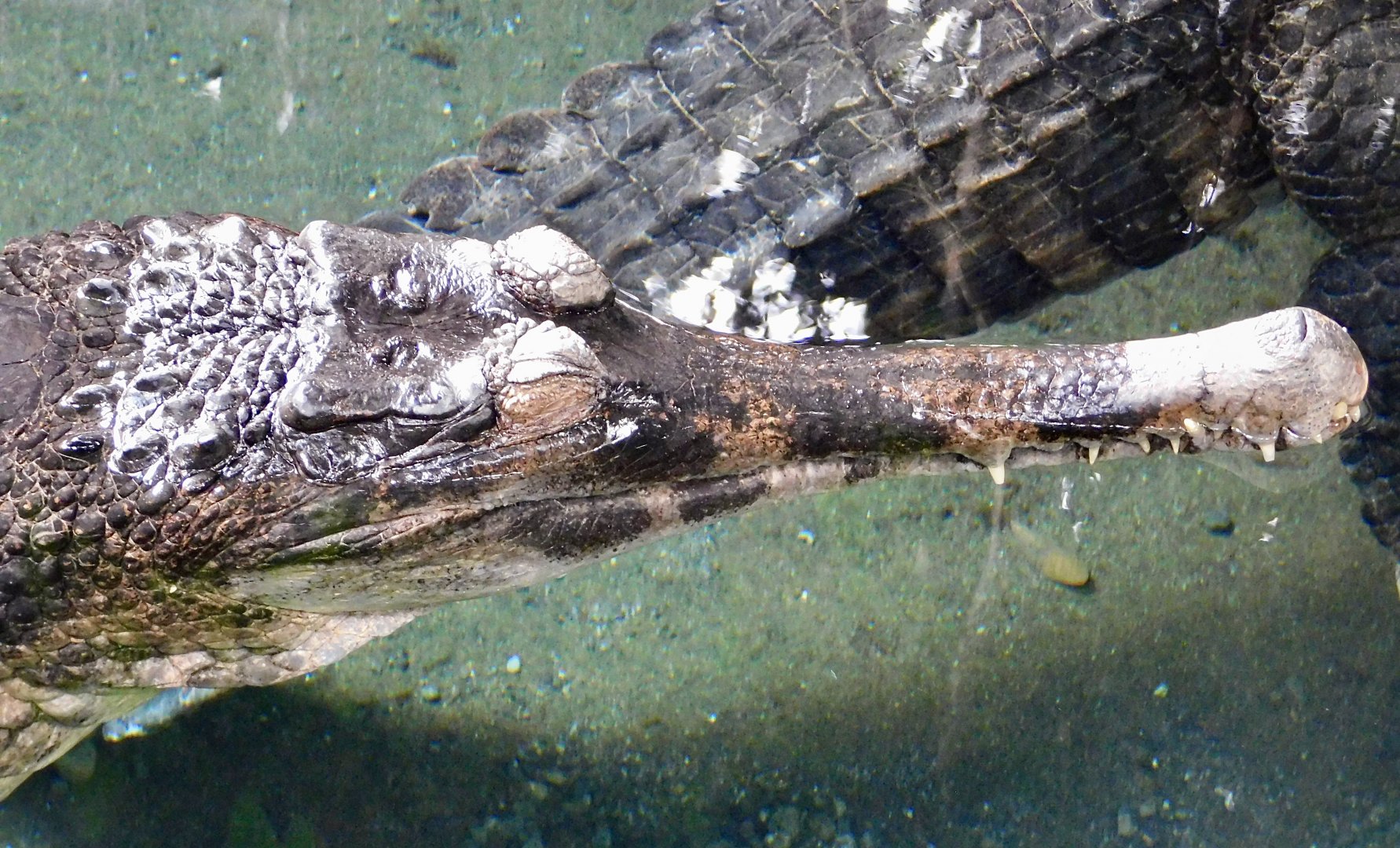 Sunda Gharial (Tomistoma schlegelii) December 6, 2025