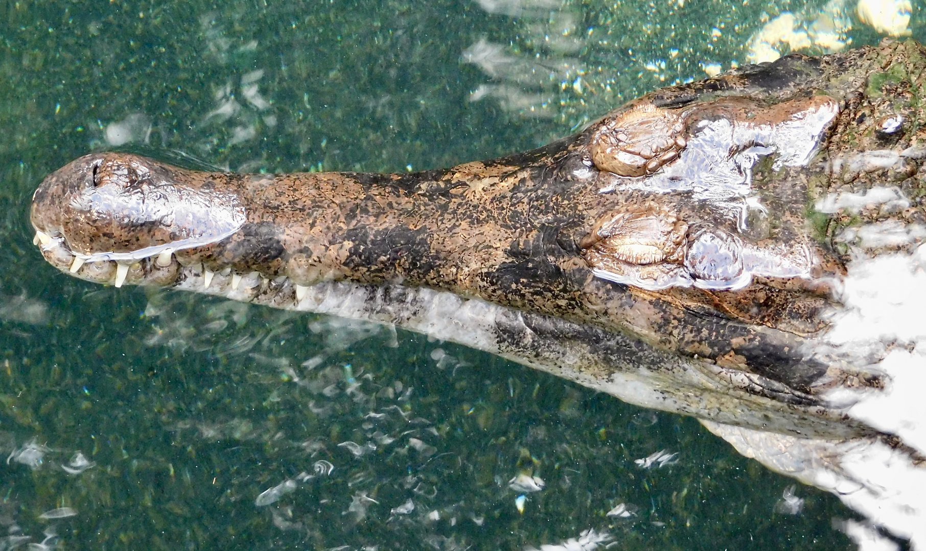 Sunda Gharial (Tomistoma schlegelii) December 6, 2025