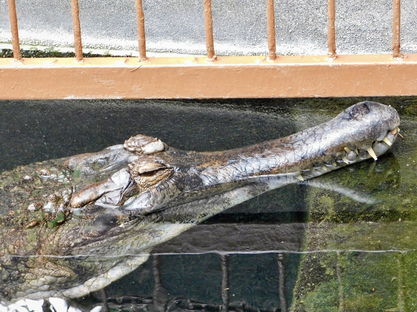 Sunda Gharial (Tomistoma schlegelii) December 6, 2025