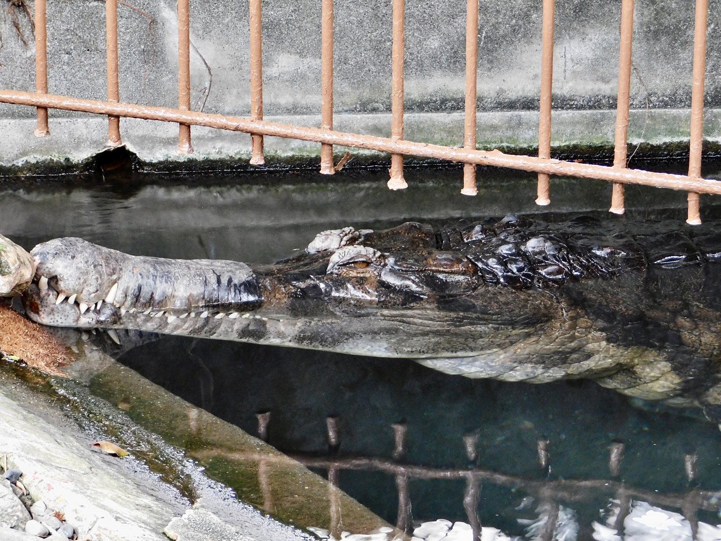 Sunda Gharial (Tomistoma schlegelii) December 6, 2025