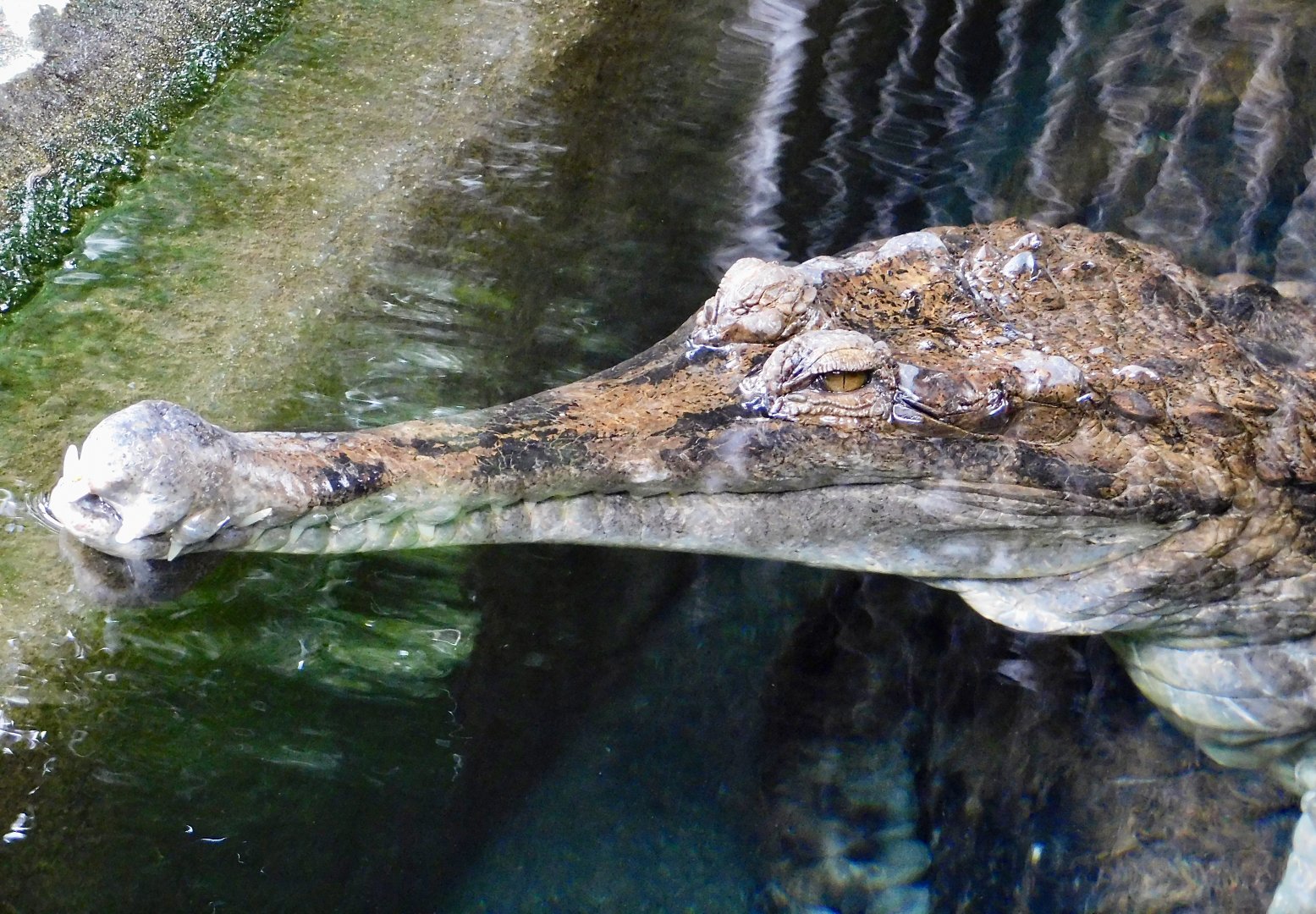 Sunda Gharial (Tomistoma schlegelii) December 6, 2025