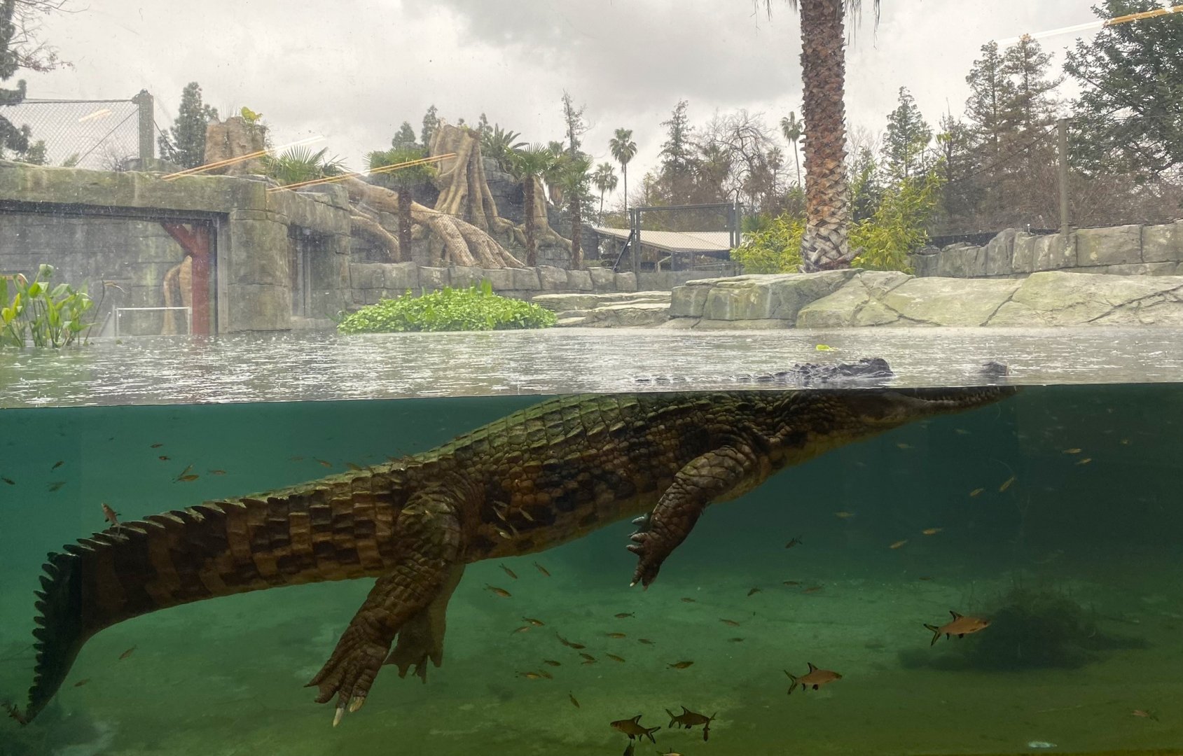 Sunda Gharial (Tomistoma schlegelii) in the rain