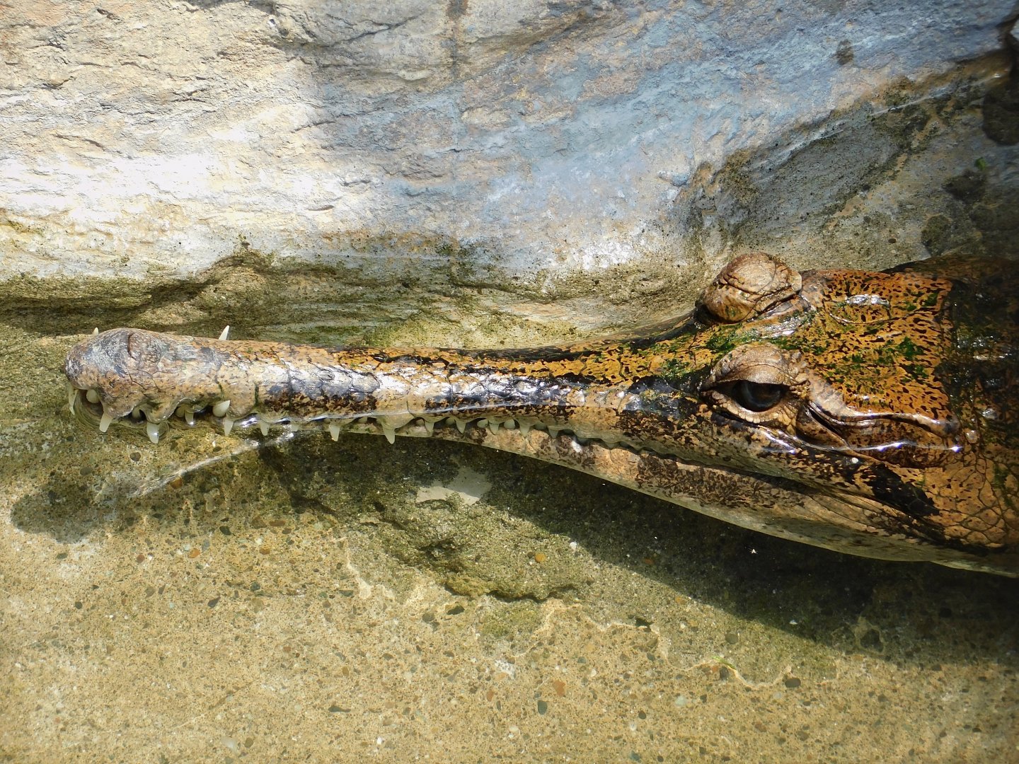 Sunda Gharial (Tomistoma schlegelii) June 29, 2025