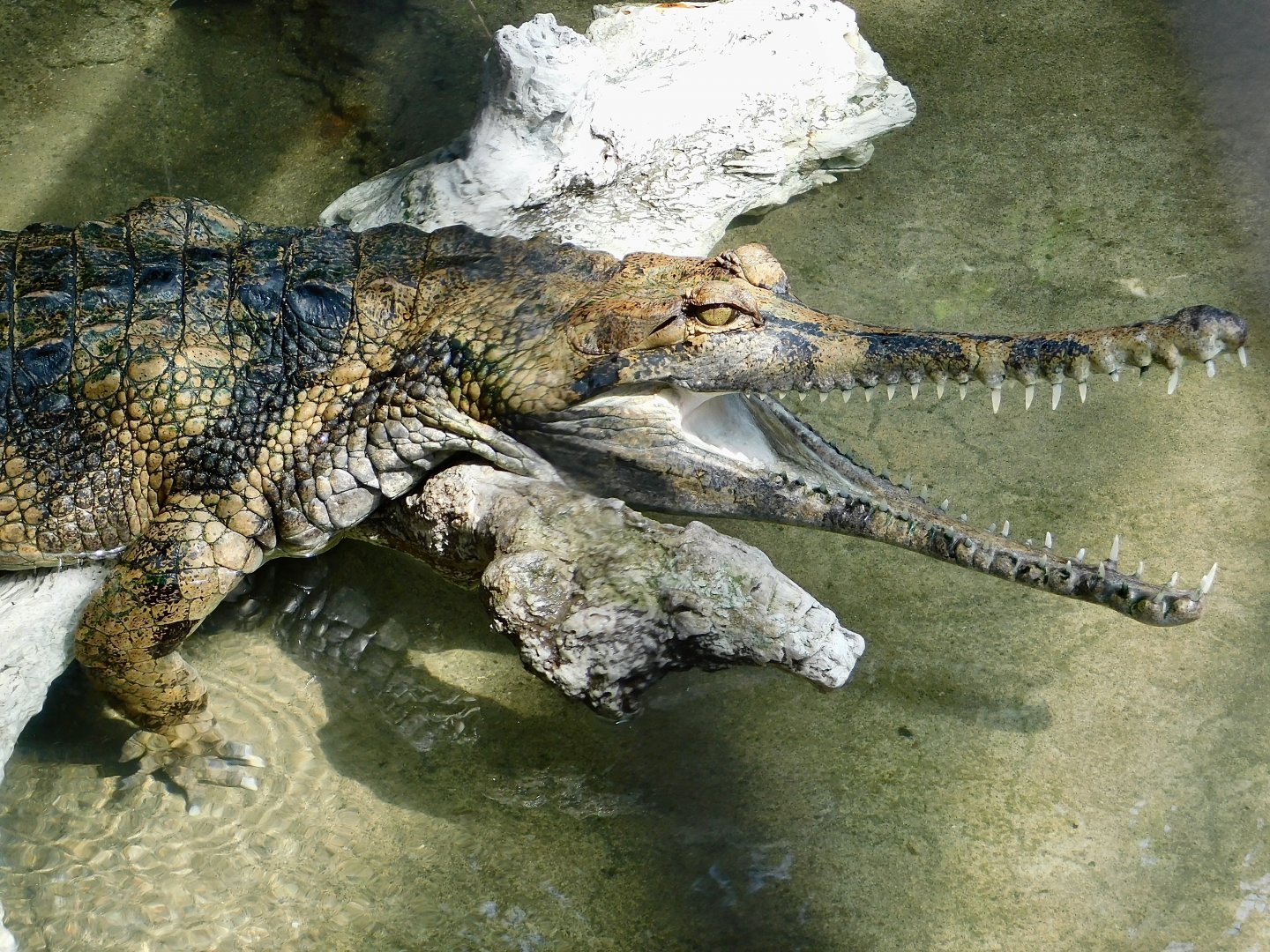 Sunda Gharial (Tomistoma schlegelii) March 30, 2025
