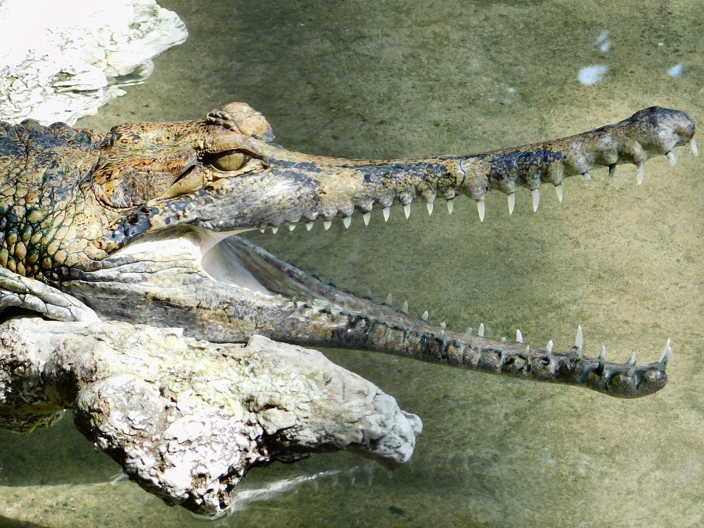 Sunda Gharial (Tomistoma schlegelii) March 30, 2025