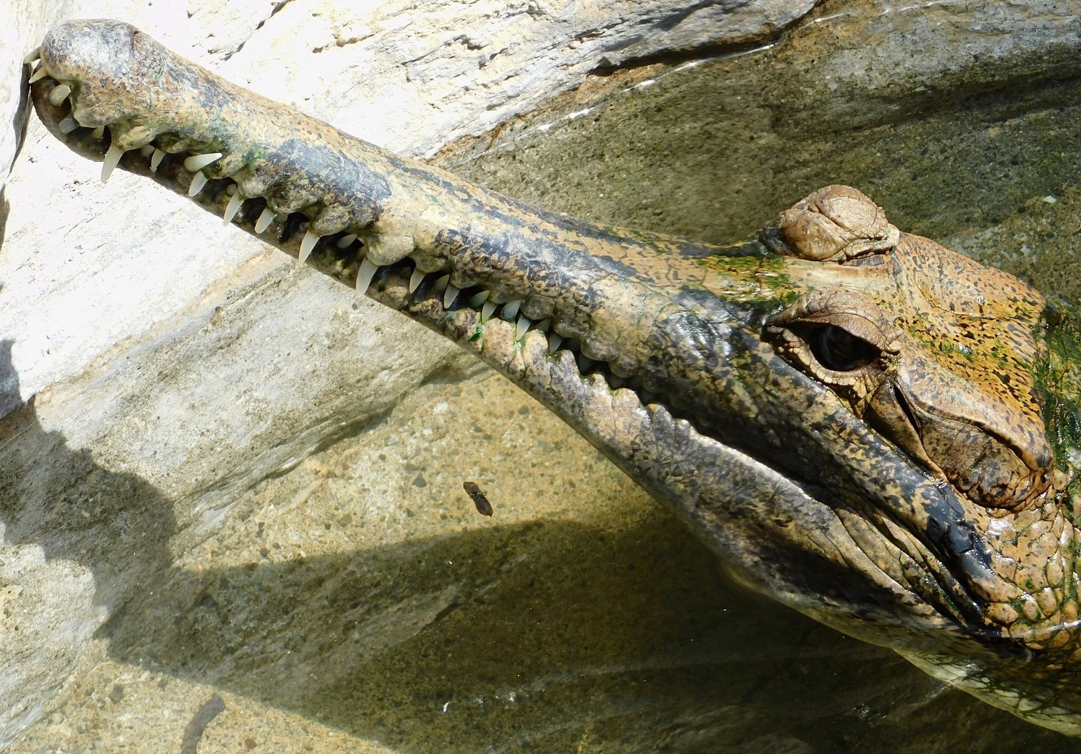 Sunda Gharial (Tomistoma schlegelii) May 3, 2025
