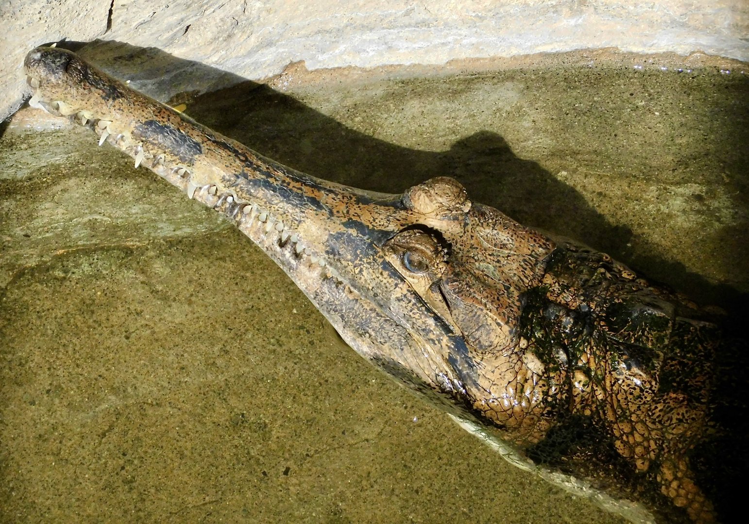 Sunda Gharial (Tomistoma schlegelii) November 29, 2025