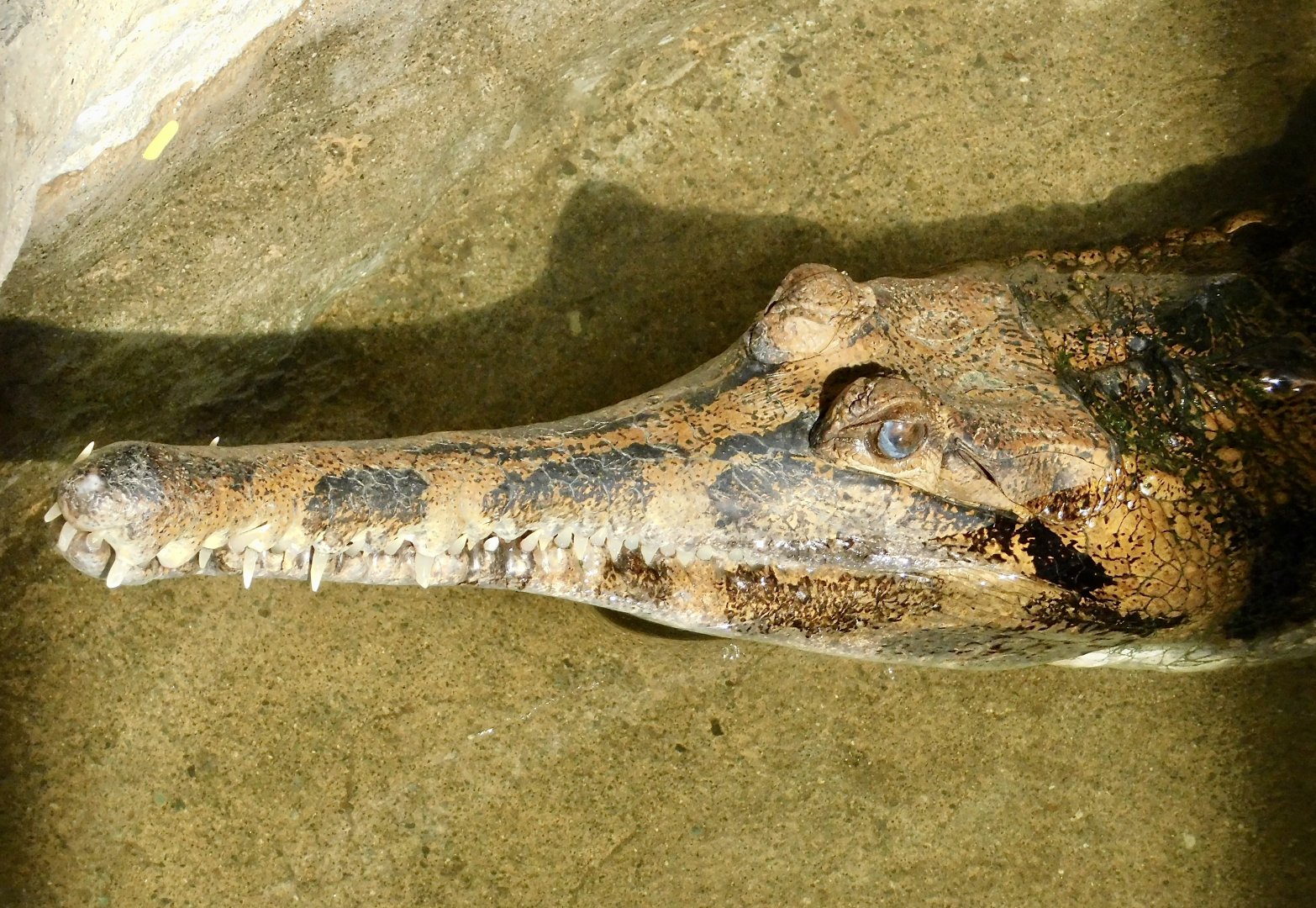 Sunda Gharial (Tomistoma schlegelii) November 29, 2025