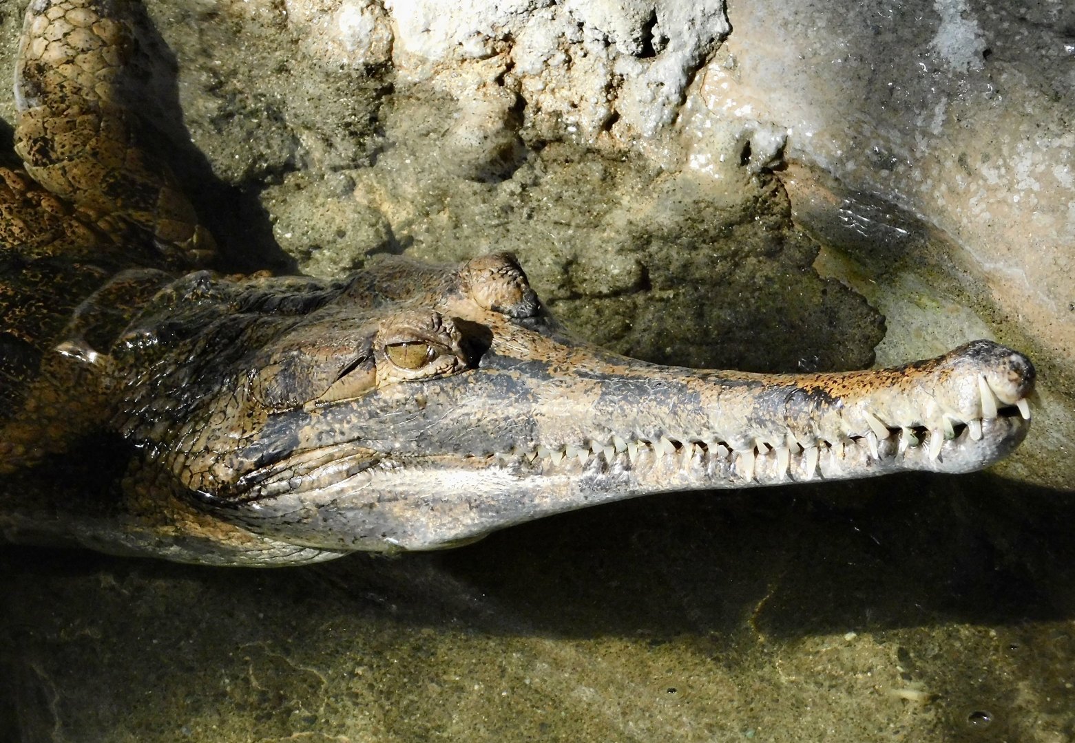Sunda Gharial (Tomistoma schlegelii) November 29, 2025