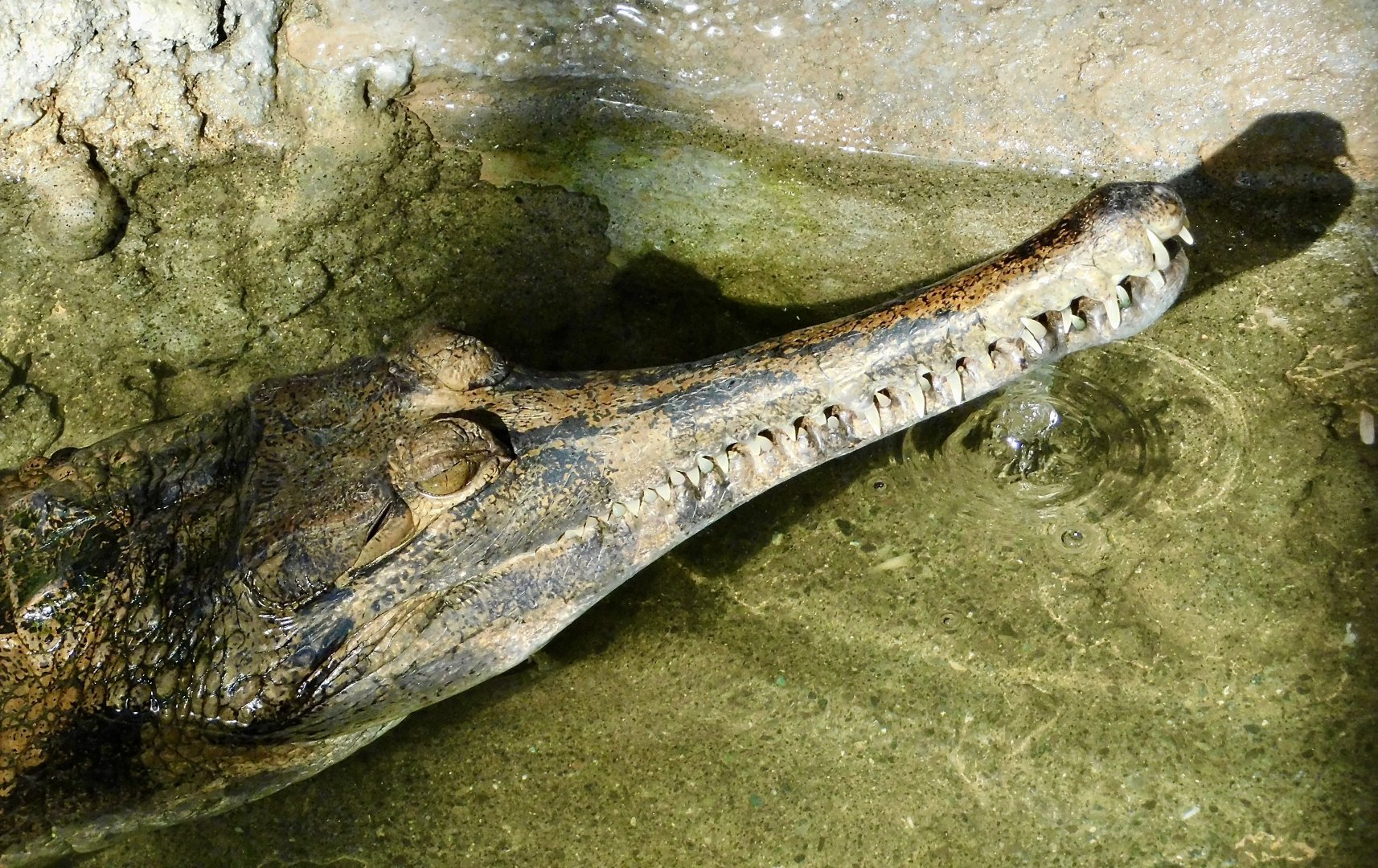 Sunda Gharial (Tomistoma schlegelii) November 29, 2025
