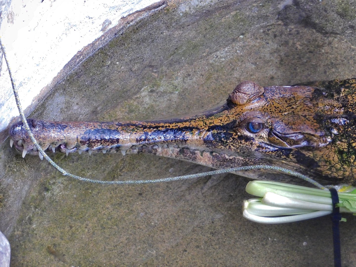 Sunda Gharial (Tomistoma schlegelii) October 18, 2025