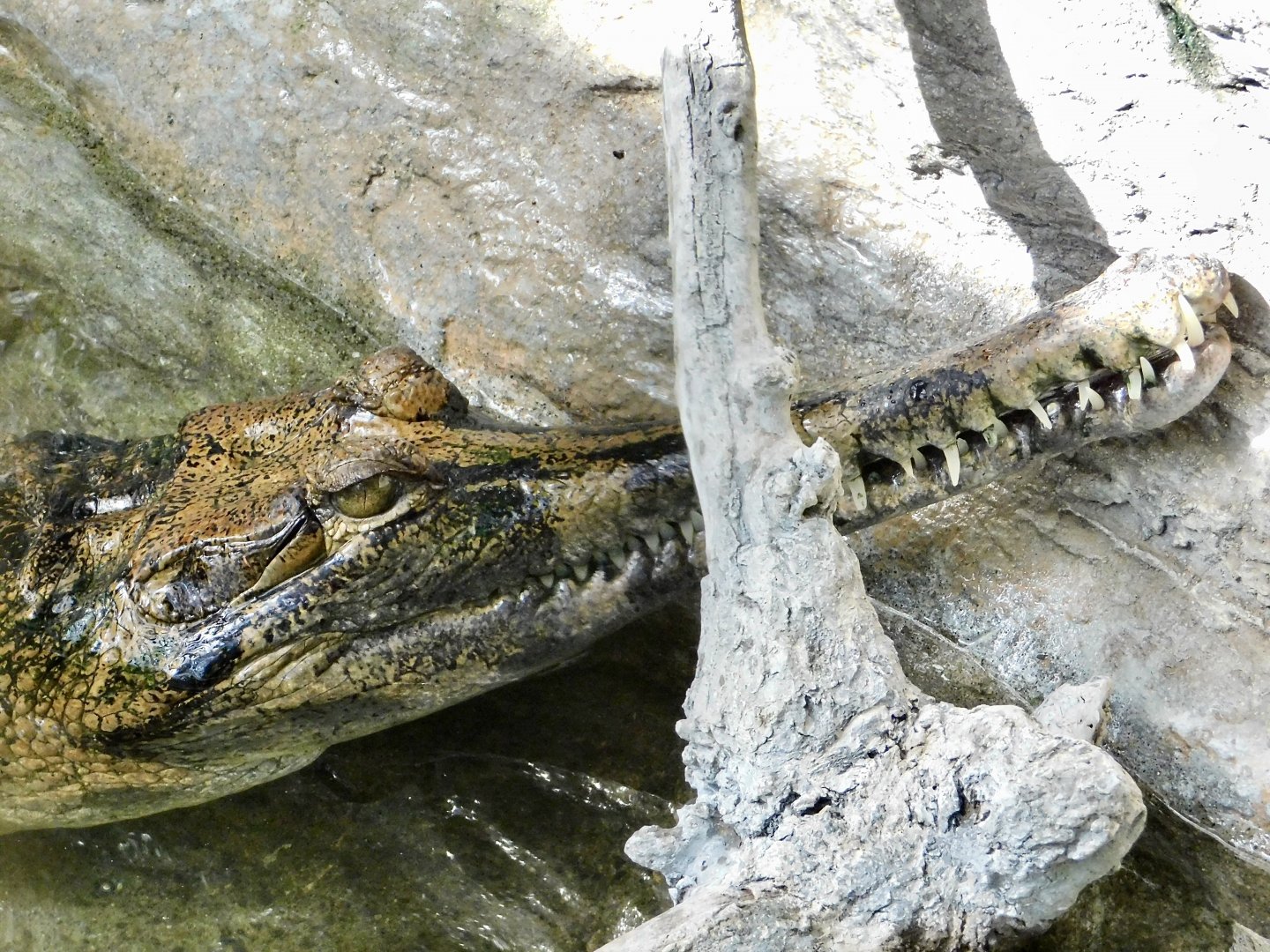 Sunda Gharial (Tomistoma schlegelii) October 18, 2025