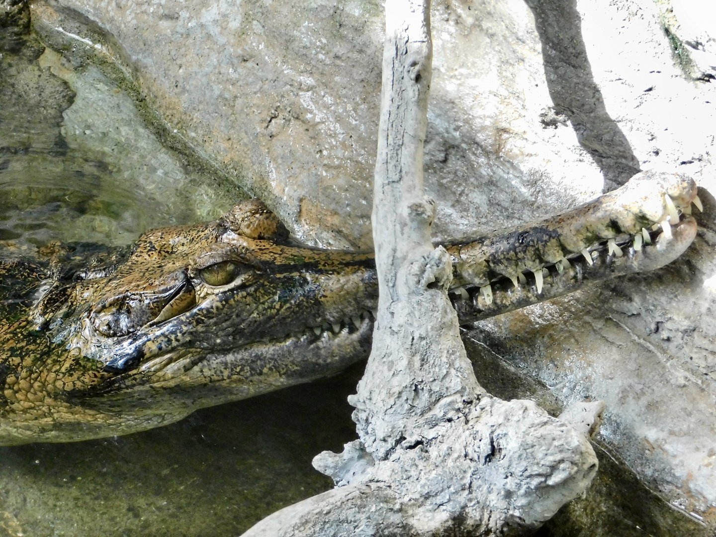 Sunda Gharial (Tomistoma schlegelii) October 18, 2025