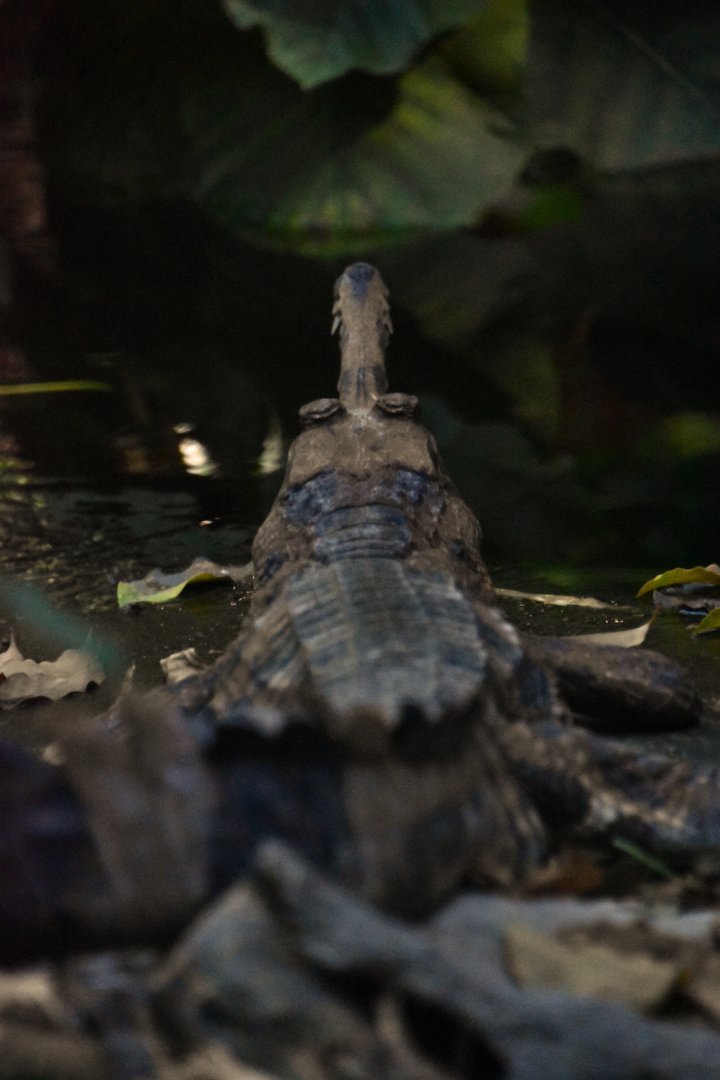 Sunda gharial, Tomistoma schlegelii
