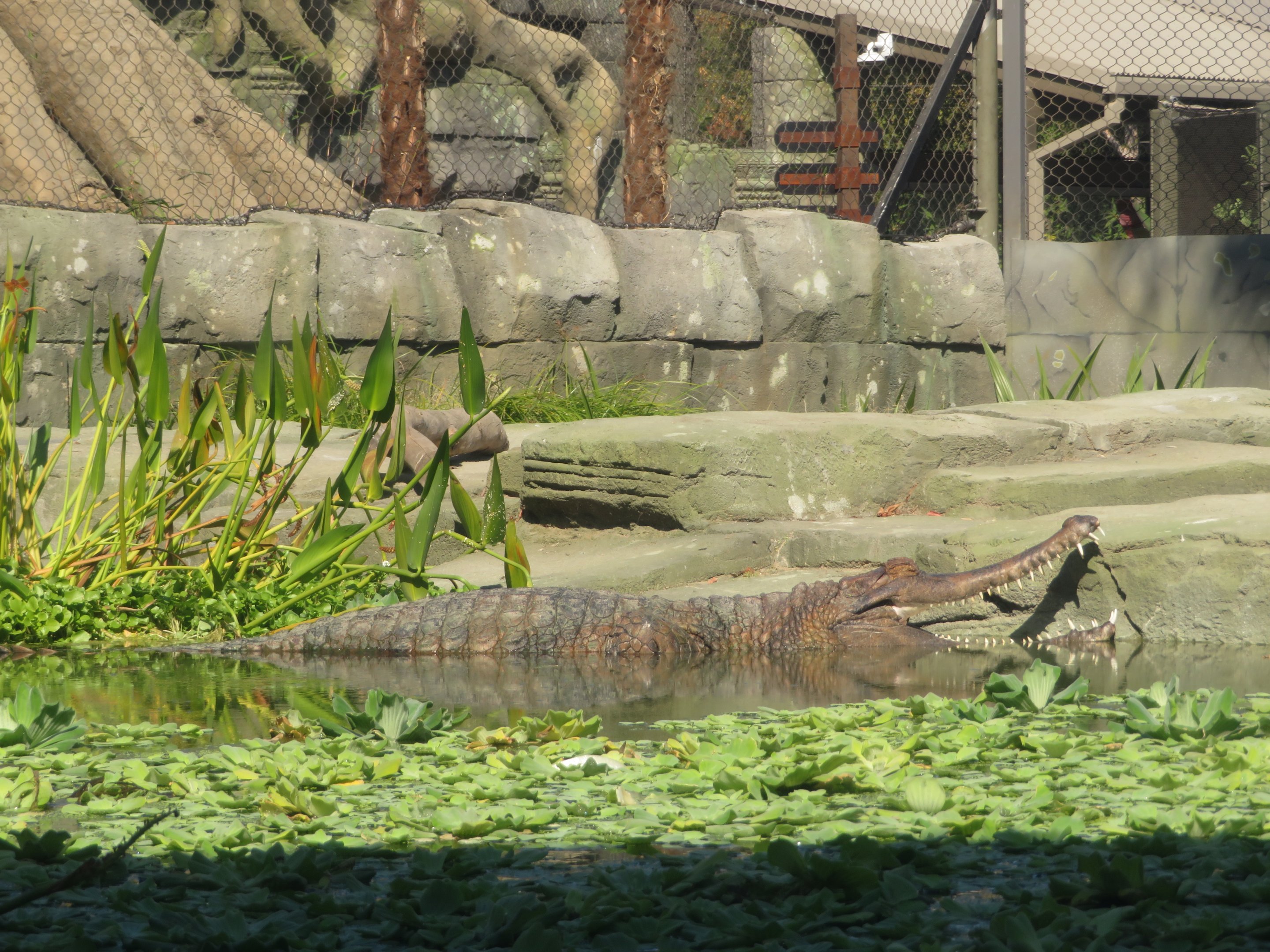 Sunda Gharial (Tomistoma)