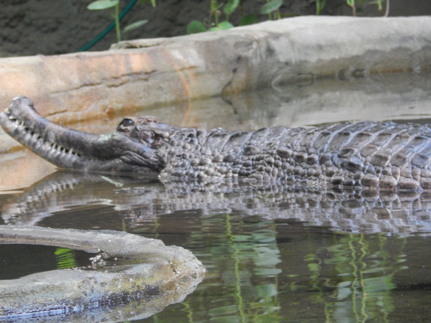 Sunda Gharial