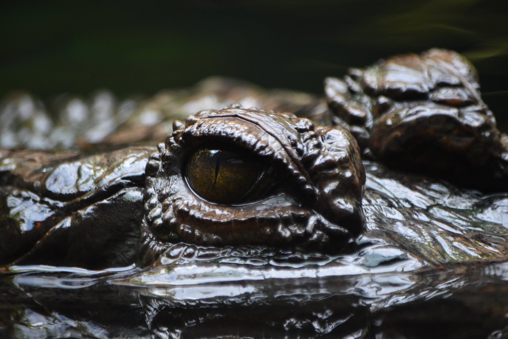 Sunda gharial