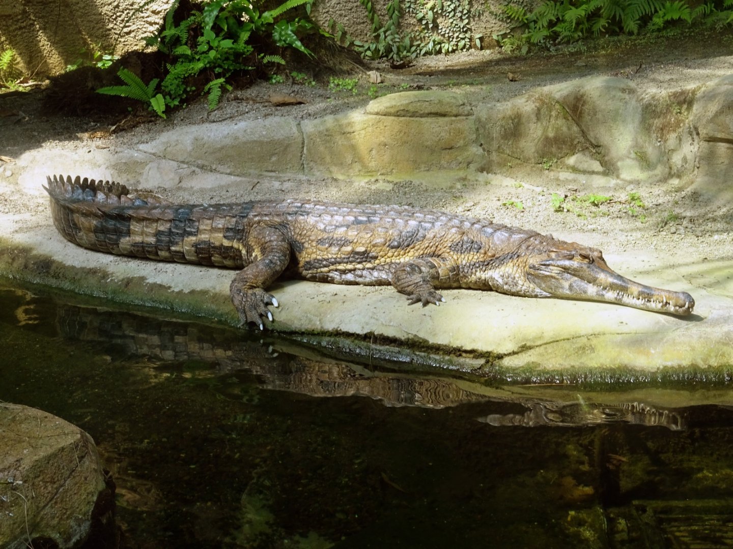Sunda Gharial