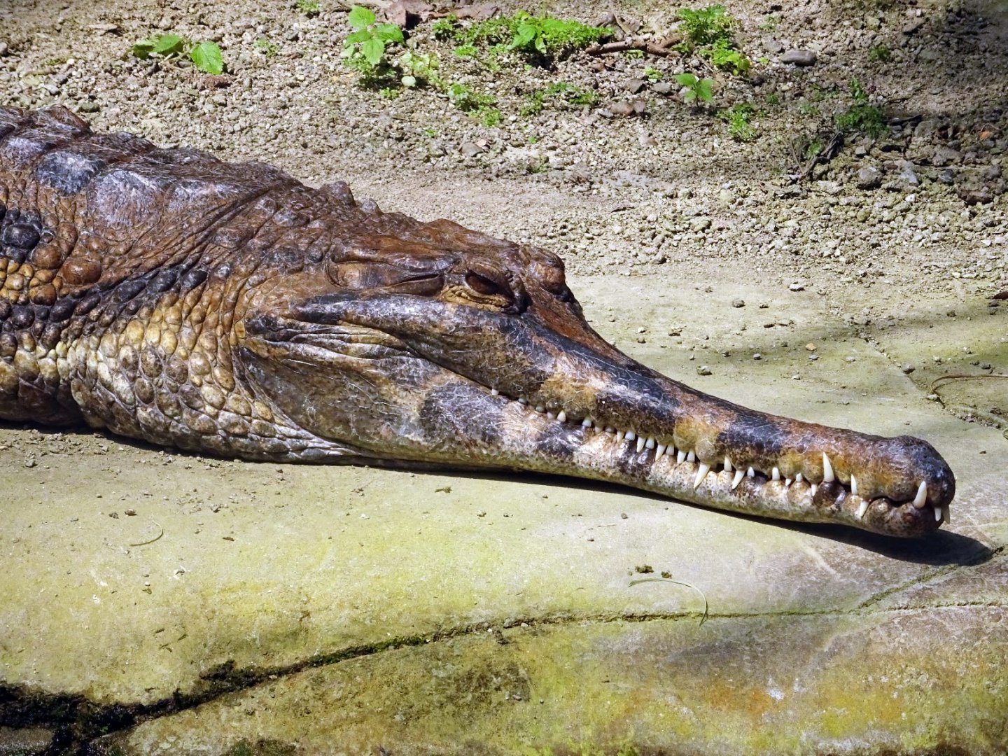 Sunda Gharial