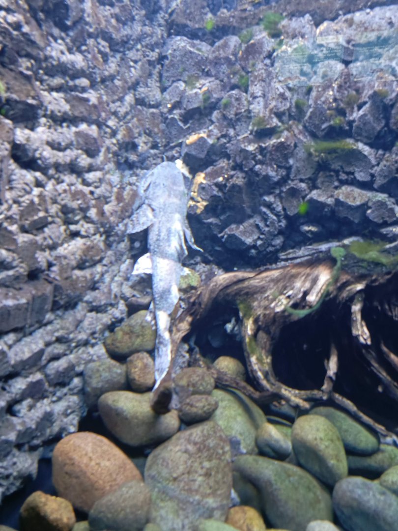 Sunda Goonch Catfish (Bagarius lica)