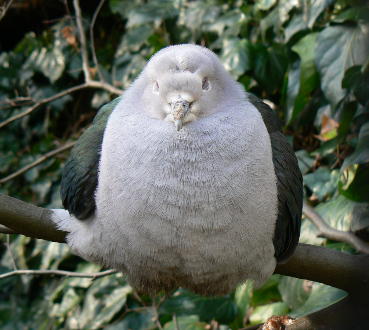 Sunda Green Imperial Pigeon - 4 March 2017