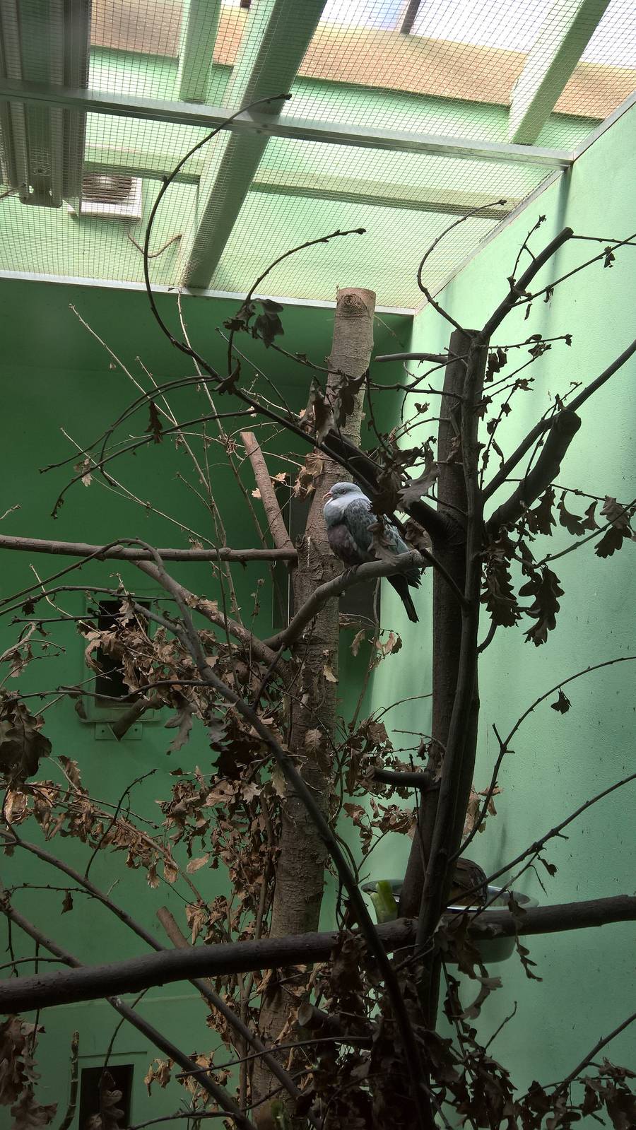 Sunda Green Imperial-Pigeon