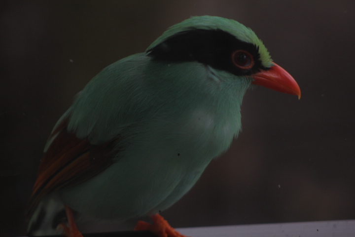 Sunda green magpie (Cissa chinensis minor) - Purbasari Pancuran Mas