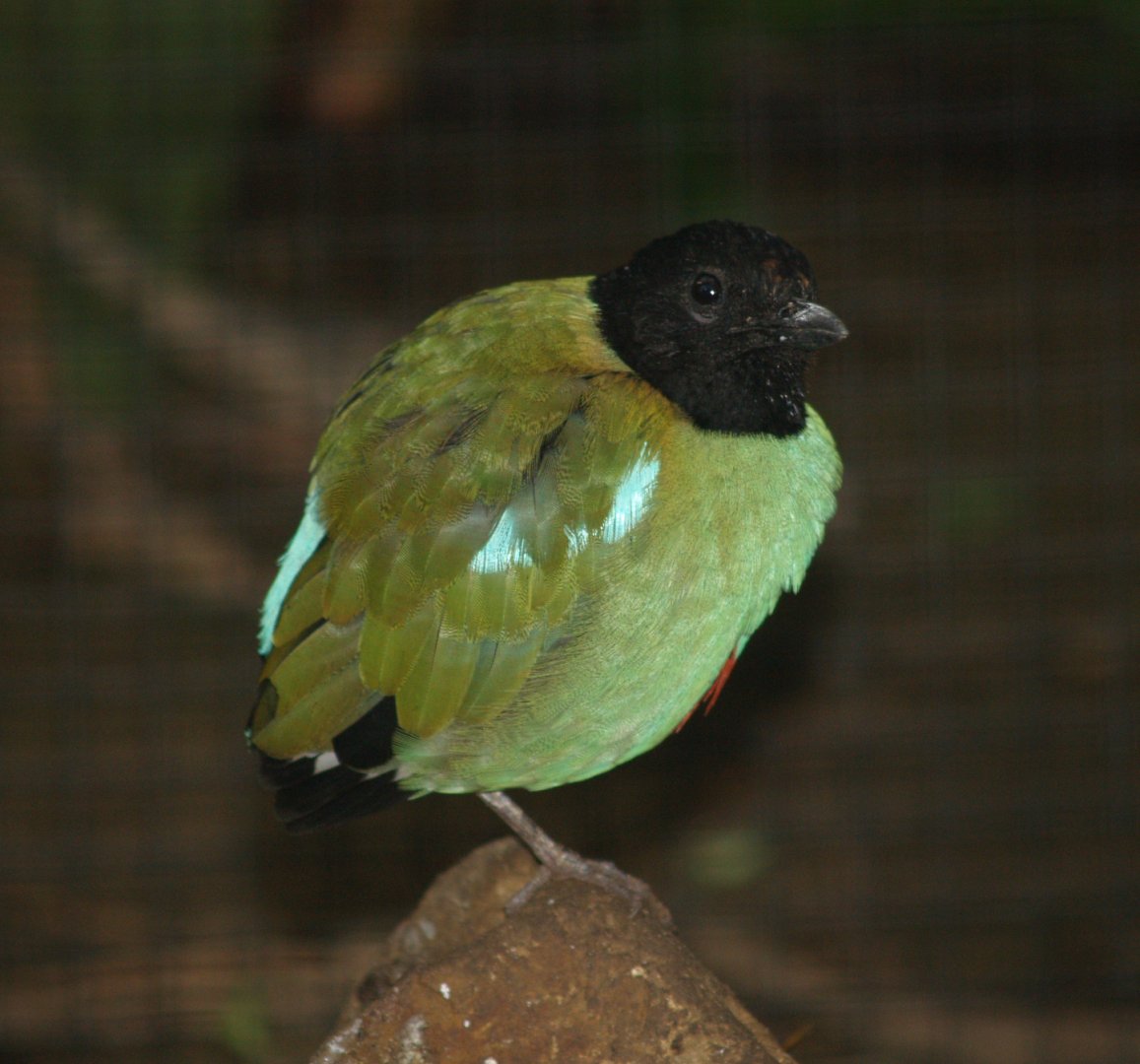 Sunda Hooded pitta (Pitta sordida mulleri), 2006-10-08