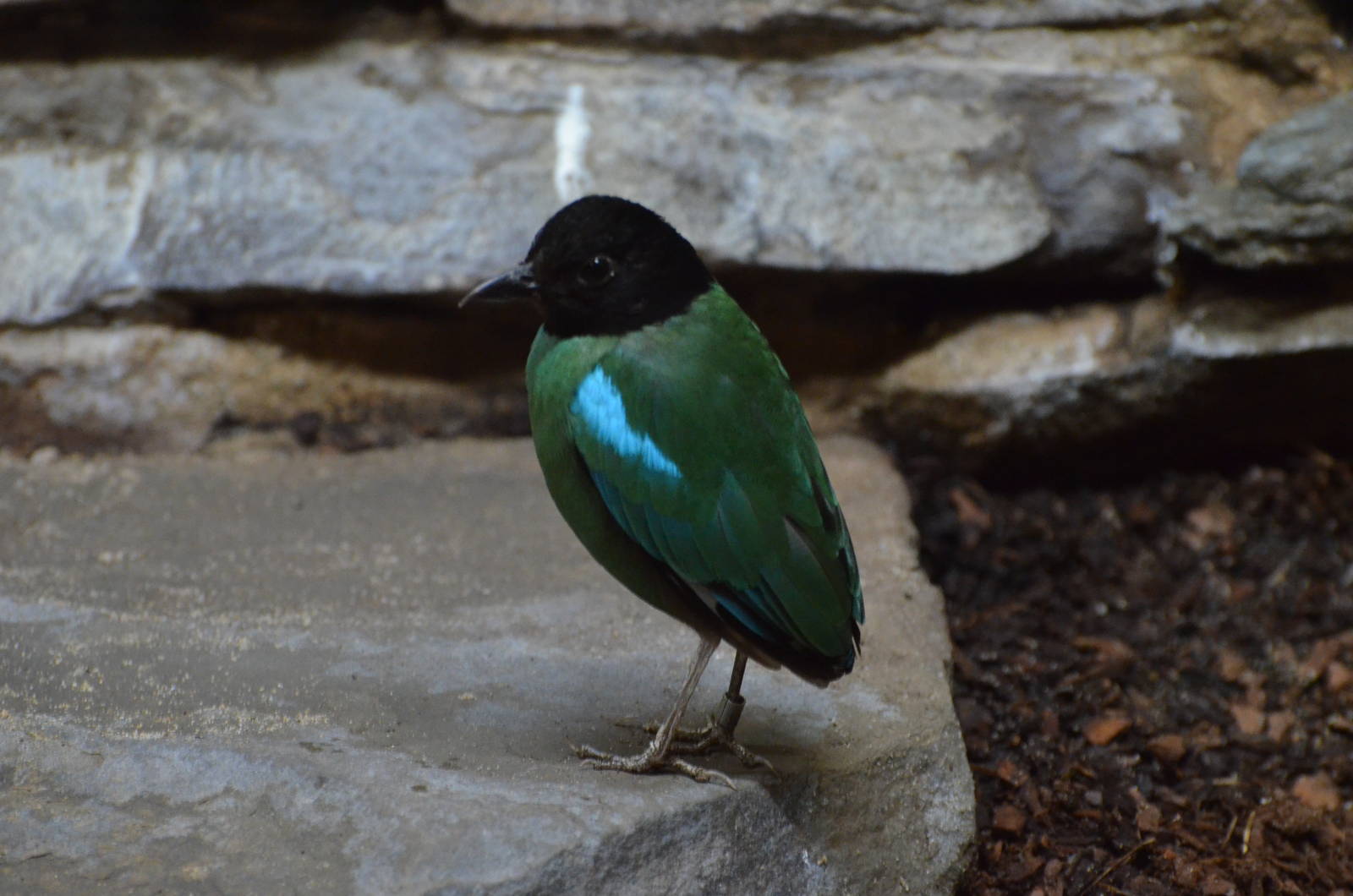 Sunda Hooded pitta