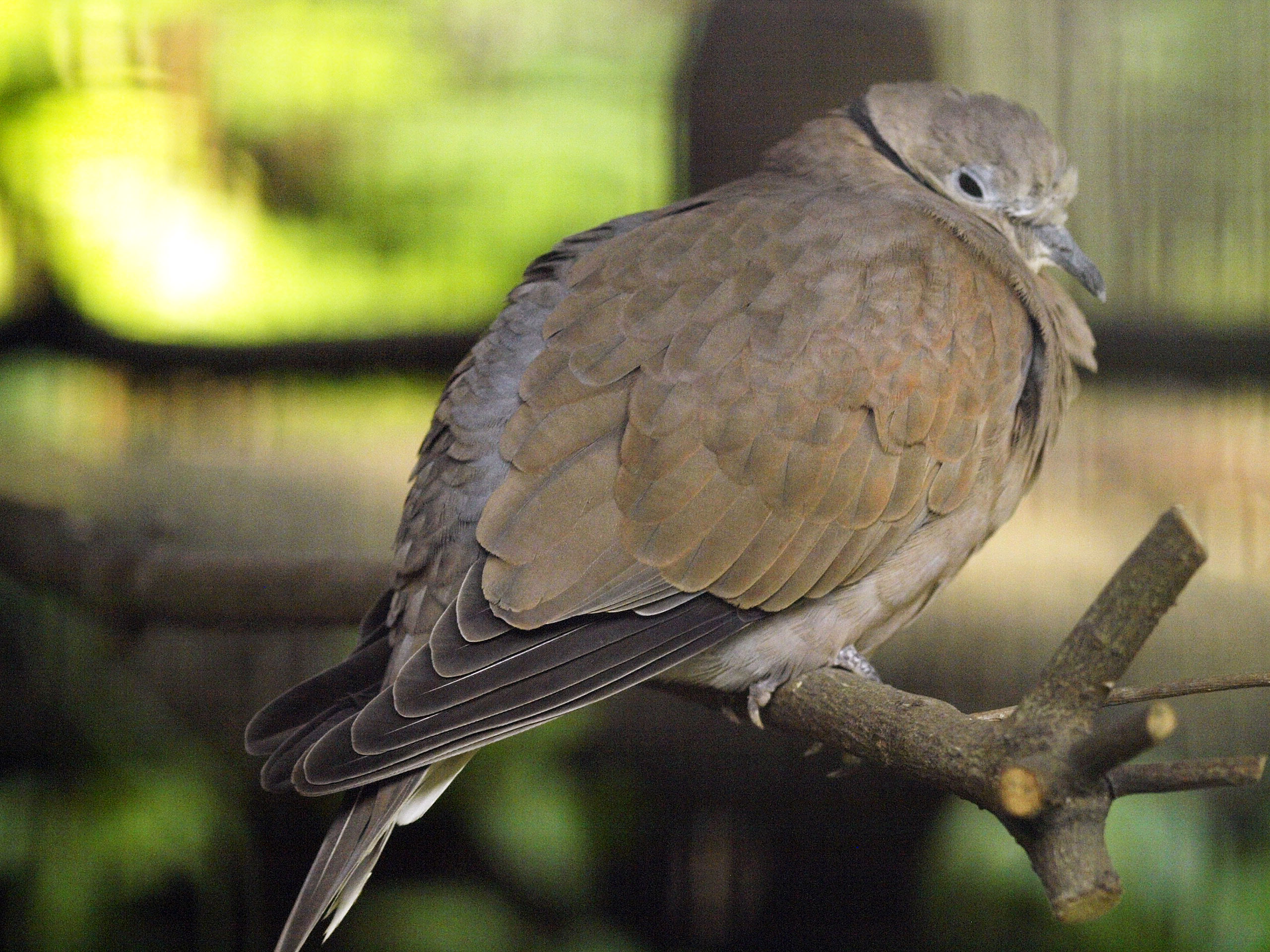 Sunda (Island) collared dove?