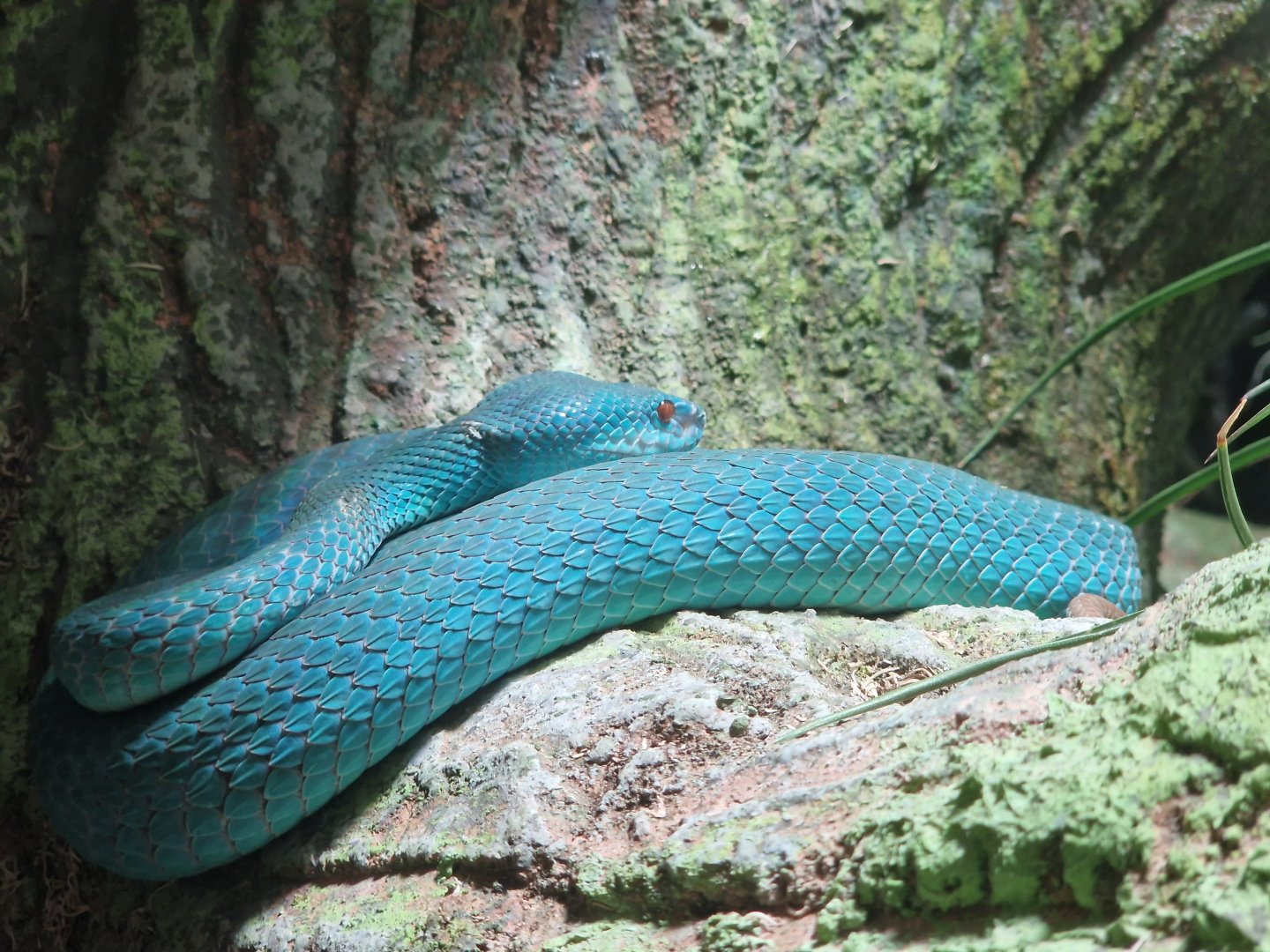 Sunda Island pitviper