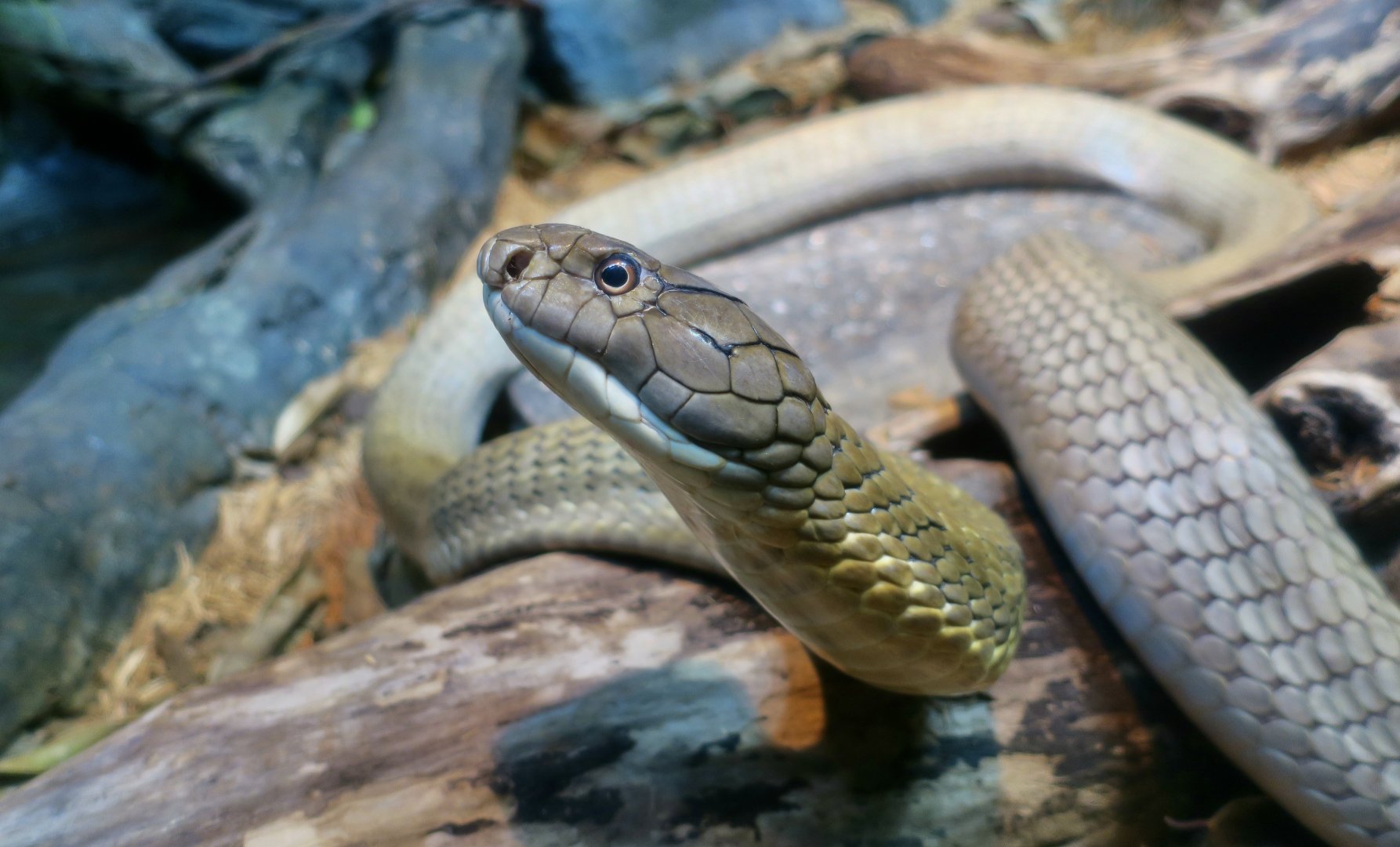 Sunda king cobra (Ophiophagus bungarus)