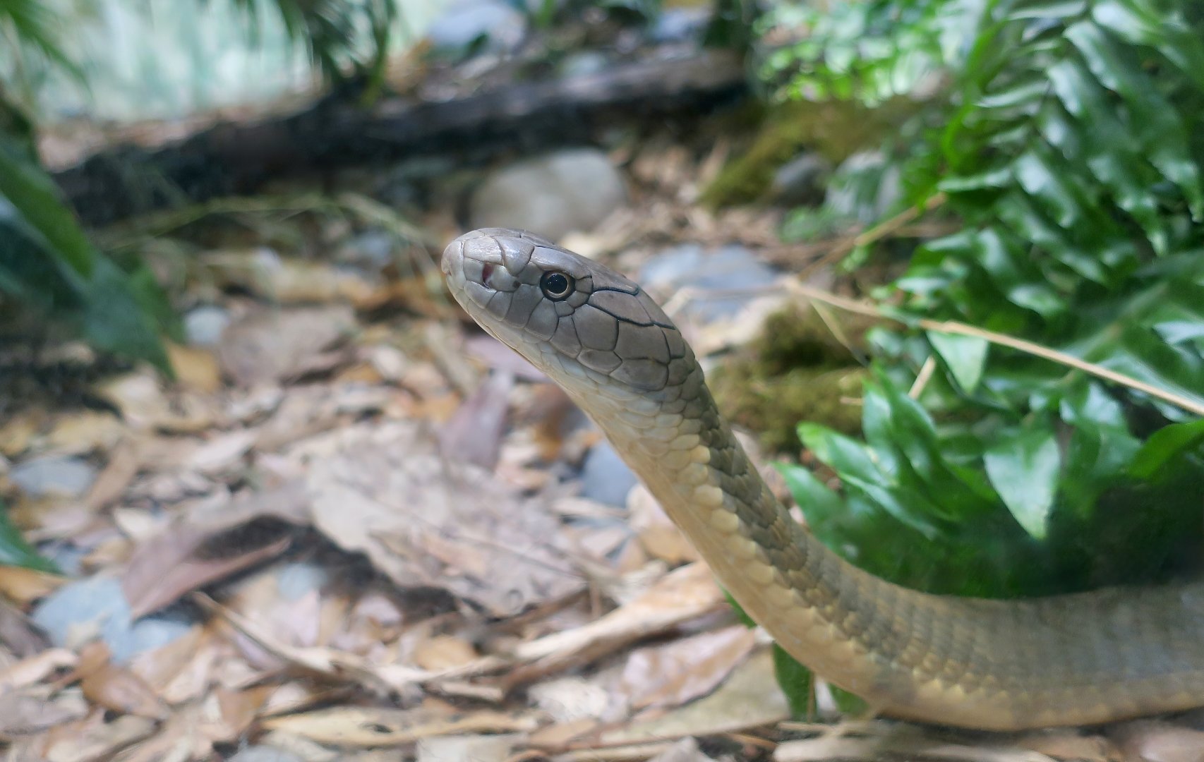 Sunda King Cobra (Ophiophagus cf. bungarus)