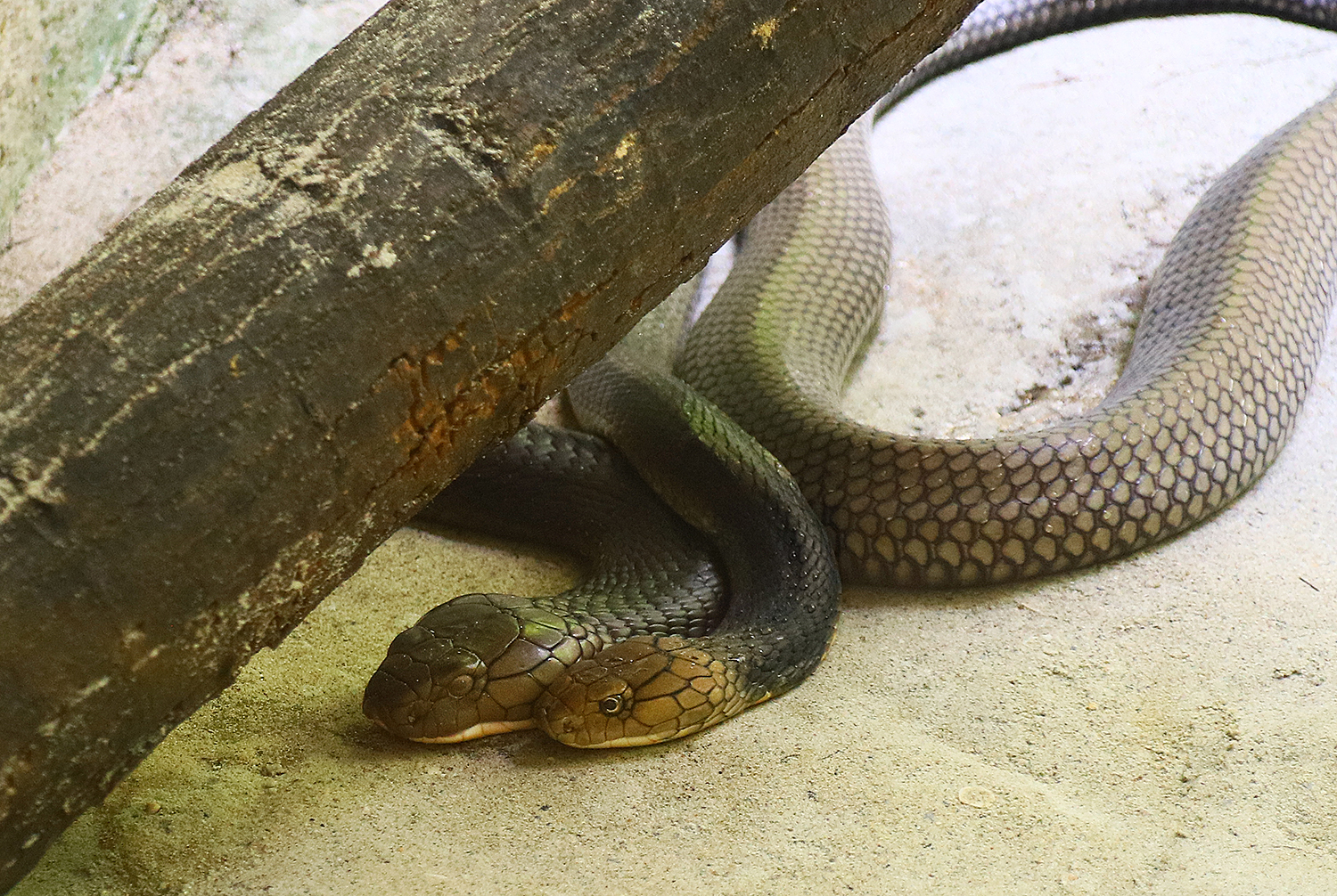 Sunda king cobra