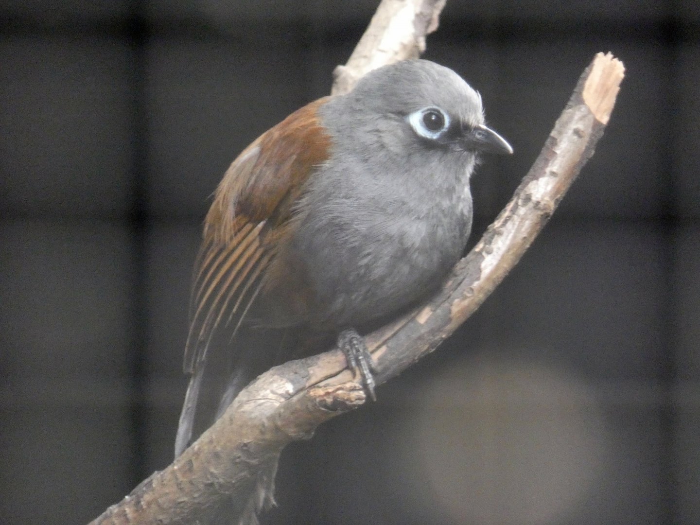 Sunda laughing-thrush