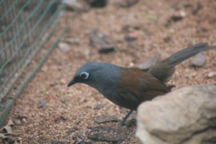 Sunda laughingthrush (Garrulax palliatus)
