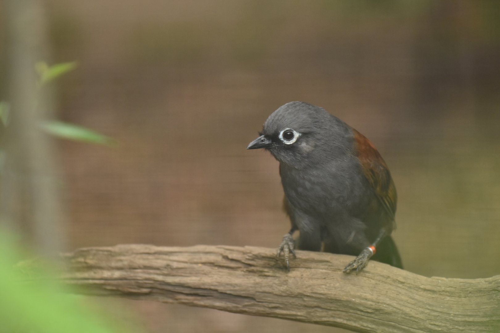 Sunda laughingthrush Garrulax palliatus